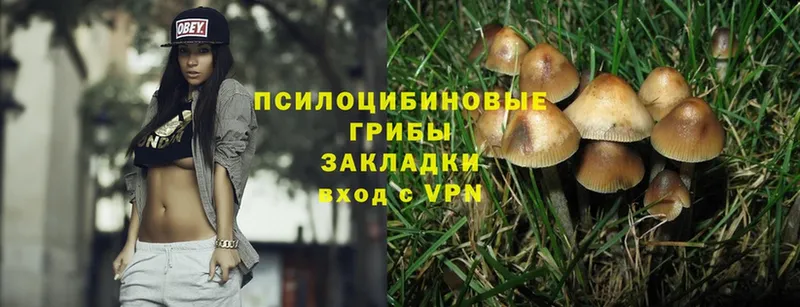 купить наркотики сайты  Ветлуга  Псилоцибиновые грибы Psilocybine cubensis 